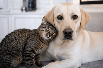 No pet rent